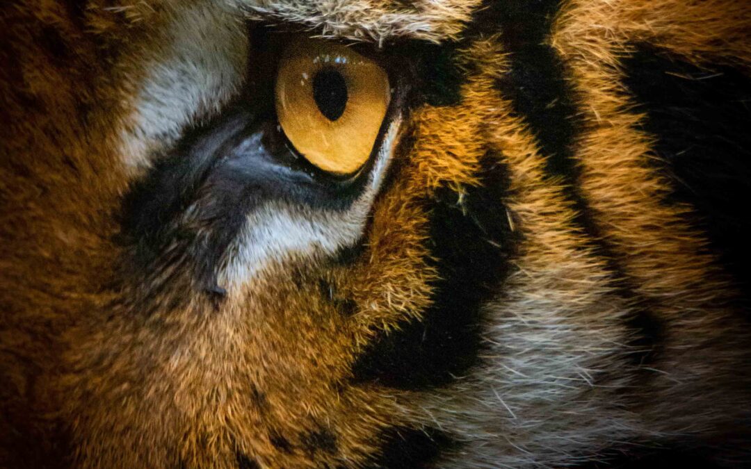 BENGAL CAMPAIGN VERTUS PARIS